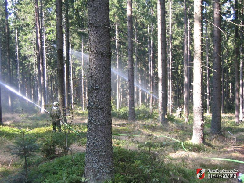 F&B Übung – Waldbrand in Afiesl