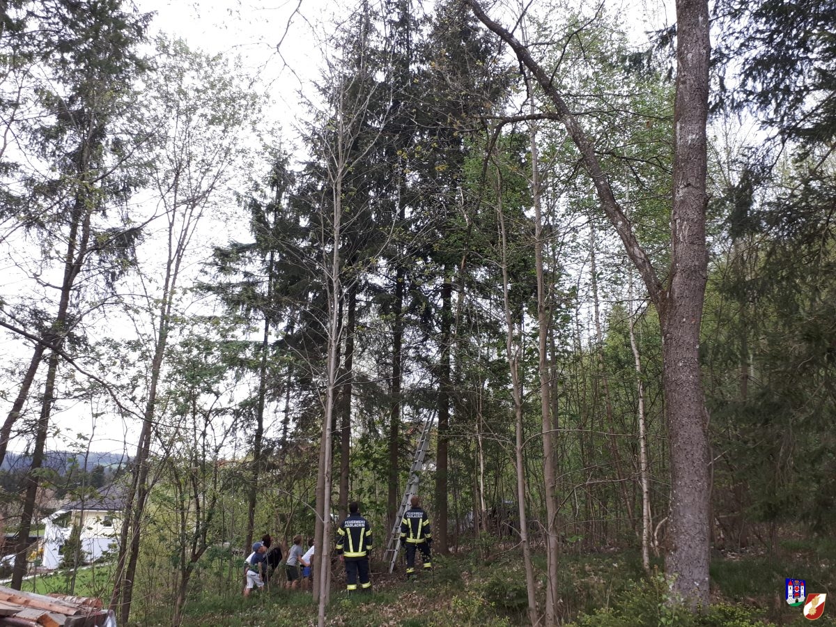 Katze vom Baum gerettet